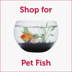 Shop for Aquarium Fish